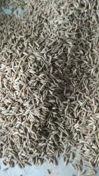 Cumin seed whole uploaded by UNNAT KRISHI AGRICARE  on 5/6/2022