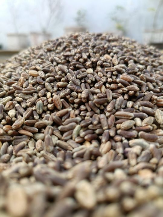 Black wheat  uploaded by Manhar foods on 5/9/2022