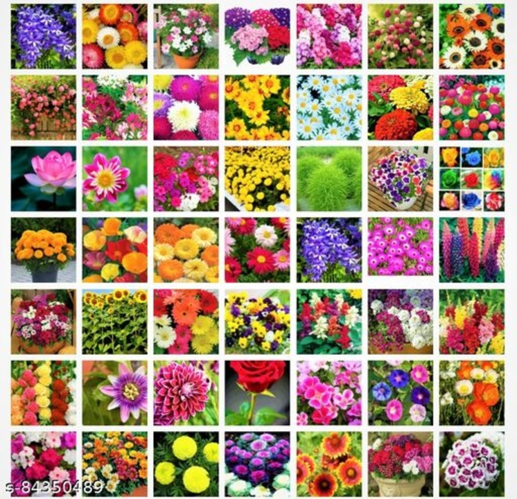 Flower seeds uploaded by business on 5/14/2022