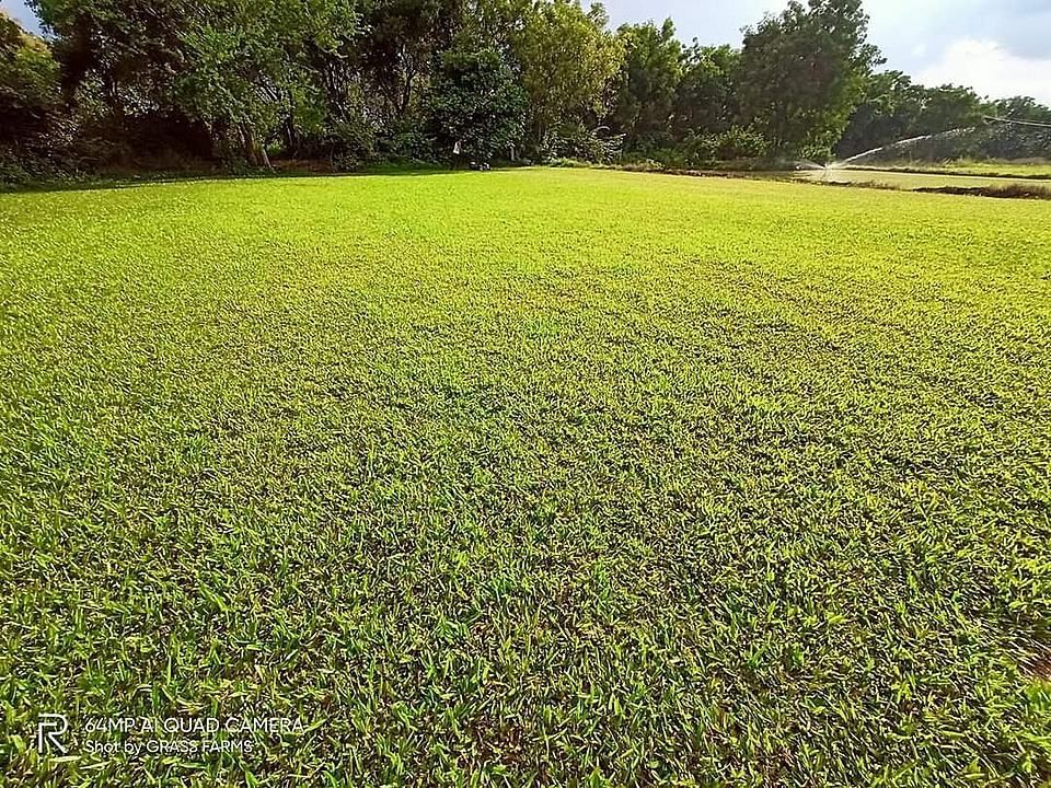 Pasplum shade grass variety  uploaded by Lawn grass seeds  on 10/27/2020