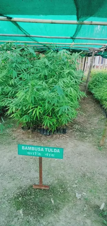 Bamboo plants uploaded by NESIBUR RAHAMAN BARBHUYAN on 5/26/2022