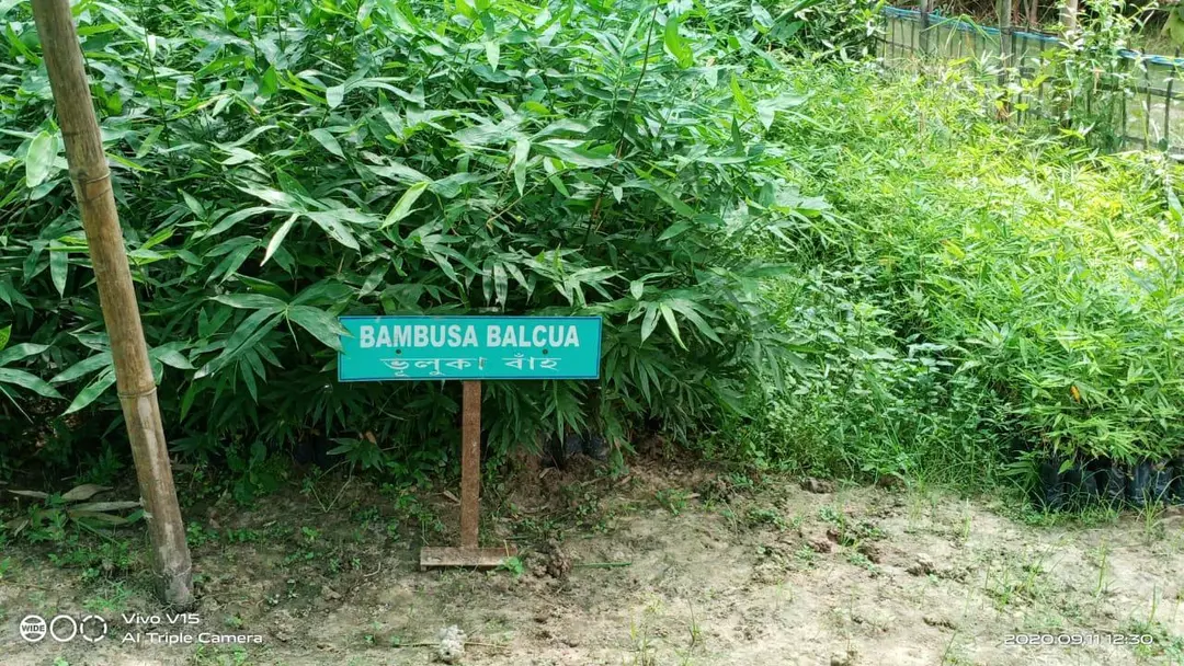 Bamboo plants uploaded by NESIBUR RAHAMAN BARBHUYAN on 5/26/2022