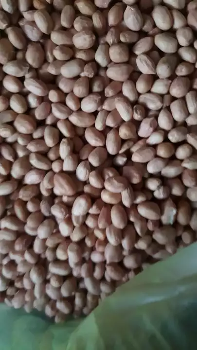 Post image Anybody who wants Badam Peanut at wholesale prices please contact 8697536834