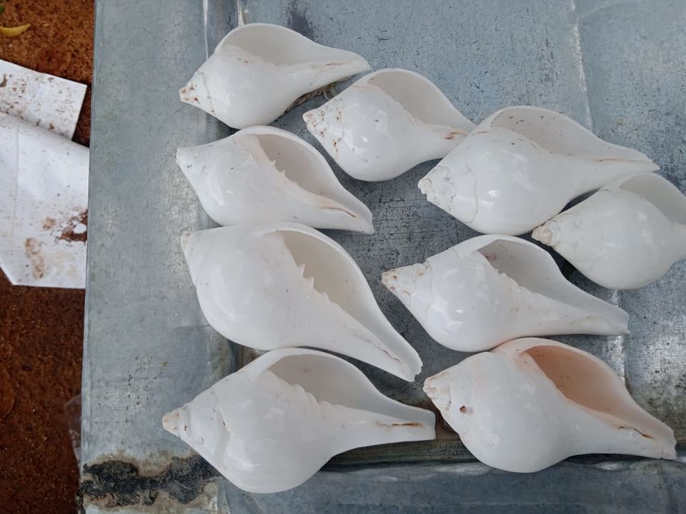 Post image Southindia seashells