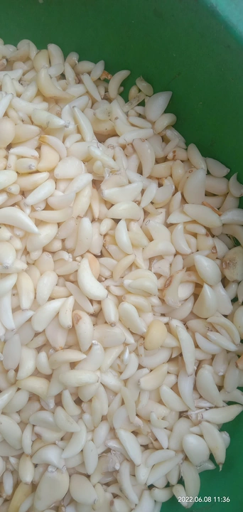 Chila lehson. Peeled garlic uploaded by Mahek agri industries on 6/8/2022