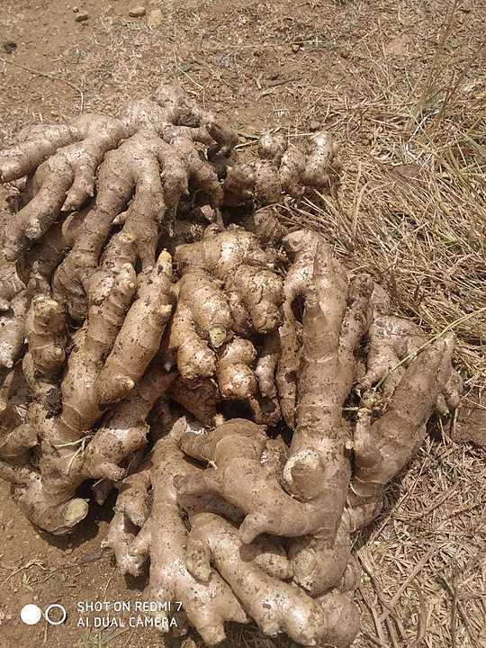 Post image Ginger available from Karnataka if any requirement ping me or call me on 9666373333