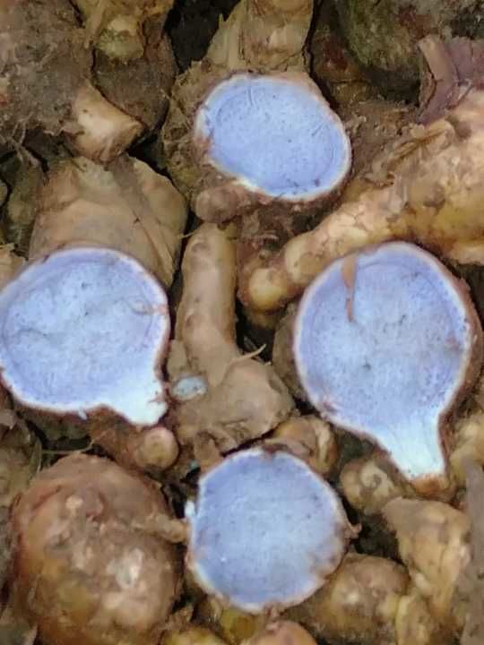 Black Turmeric uploaded by business on 11/1/2020