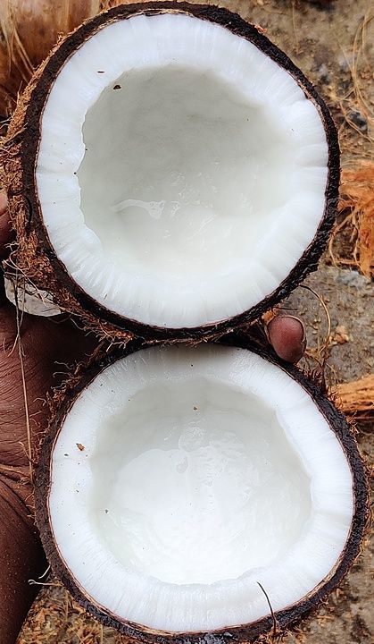 Coconut  uploaded by Jeddai industries private limited on 11/6/2020
