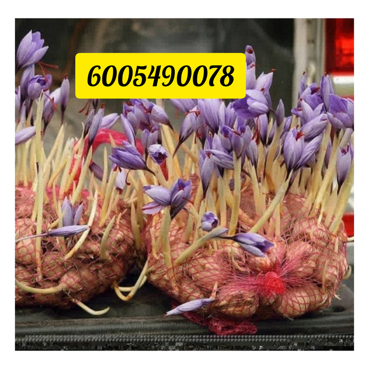 Kashmiri saffron bulbs/seeds available  uploaded by AJAZ KAISAR KASHMIRI on 7/2/2022