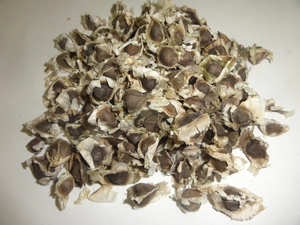 Organic moringa/drumstick seeds 1 kg uploaded by SM Shopee on 7/7/2022