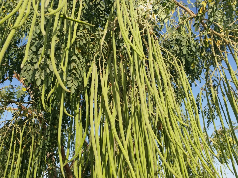 Organic moringa/drumstick seeds 1 kg uploaded by SM Shopee on 7/7/2022