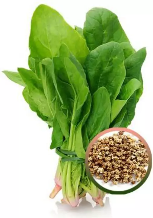Palak seeds / spinach seeds 100 seeds uploaded by business on 7/7/2022