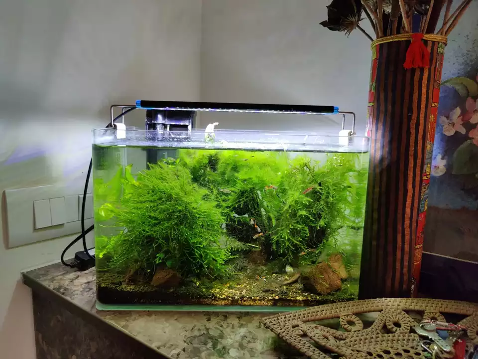 Planted aquarium for corporate gifts  uploaded by business on 7/9/2022