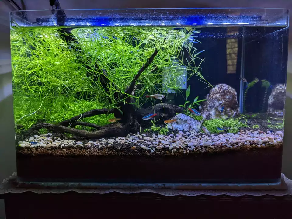 Customized planted aquarium  uploaded by business on 7/9/2022