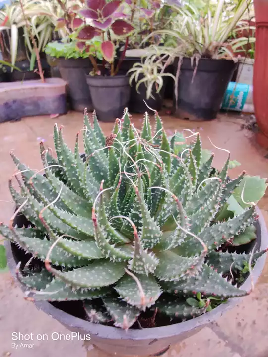 Rare aloe family succulent for indoor  uploaded by business on 7/9/2022