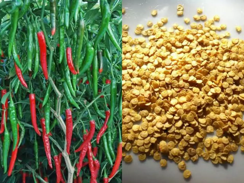 Hybrid green chilli seeds 100 seeds uploaded by business on 7/10/2022
