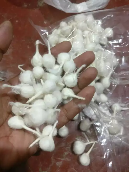 Cotton wicked uploaded by Shree mahamaya Agency on 7/14/2022