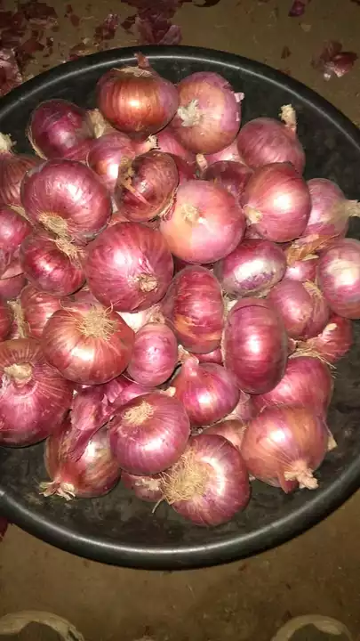 Onion uploaded by Rs material on 7/14/2022