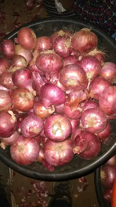 Onion uploaded by Rs material on 7/14/2022