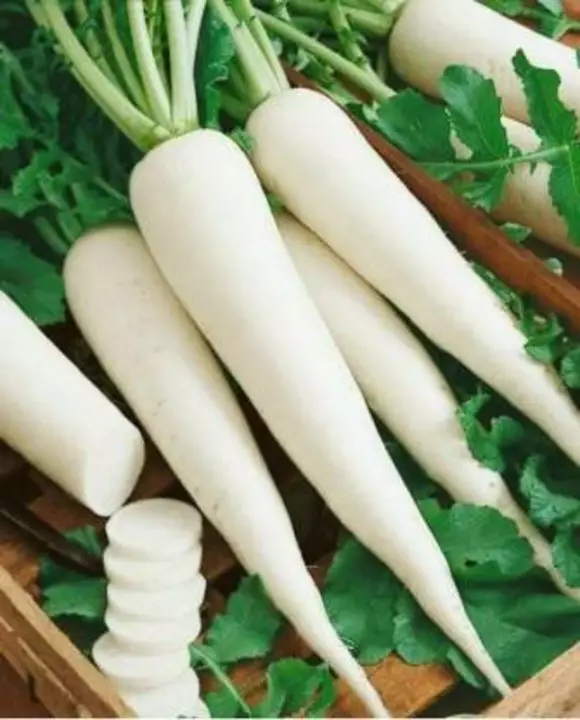 White Radish Seeds 100 seeds uploaded by business on 7/17/2022