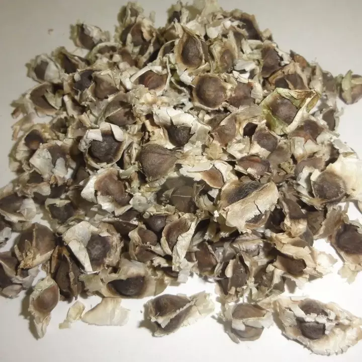 PKM variety Moringa Drumstick seeds 50 seeds uploaded by business on 7/17/2022
