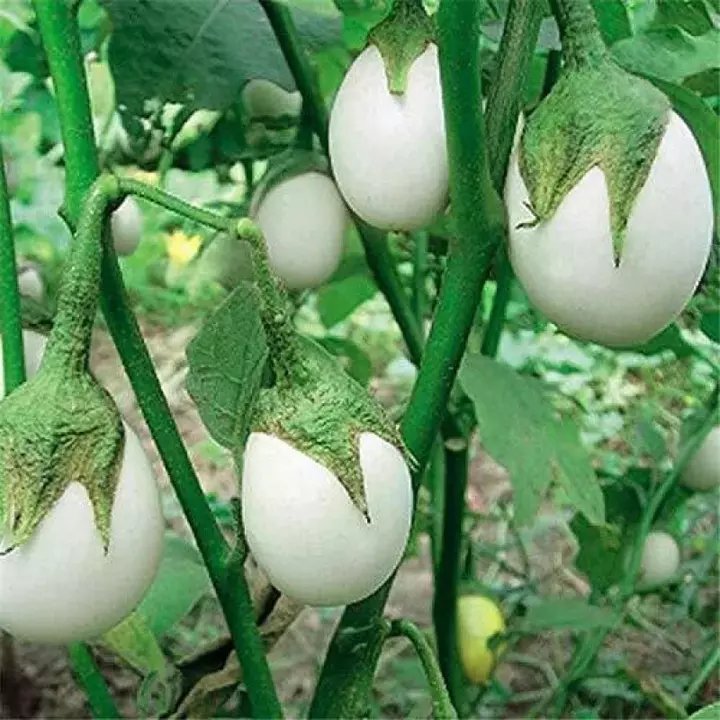 Brinjal White Round Eggplant seeds 50 seeds  uploaded by business on 7/17/2022