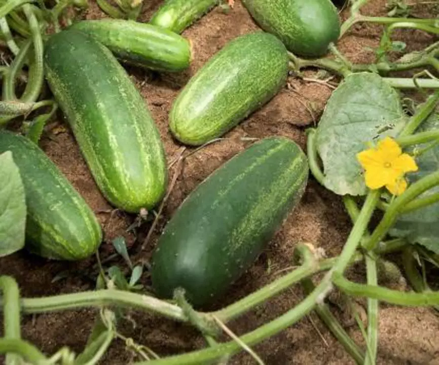Cucumber seeds 50 seeds per pack  uploaded by business on 7/19/2022