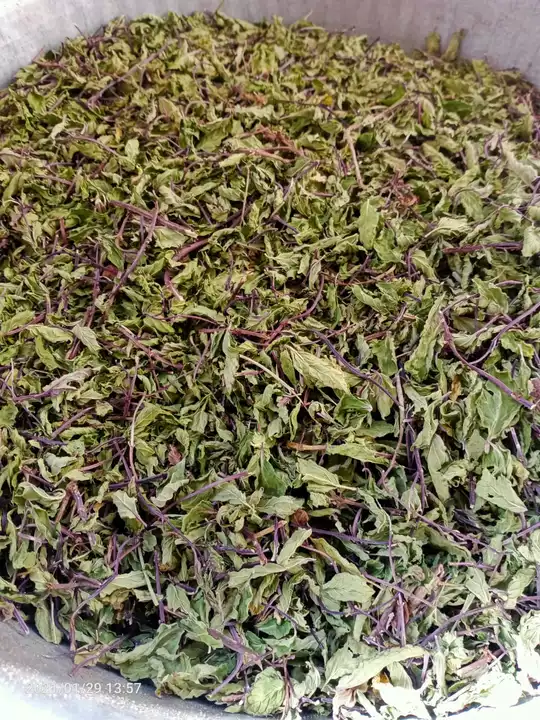 Dried mint leaves uploaded by business on 7/26/2022