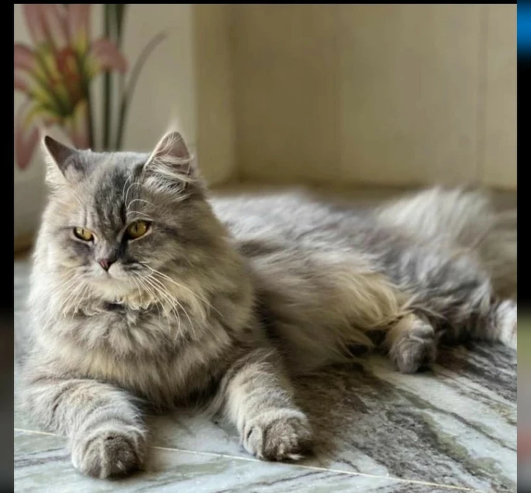 Persian cat  uploaded by anami traders on 7/27/2022