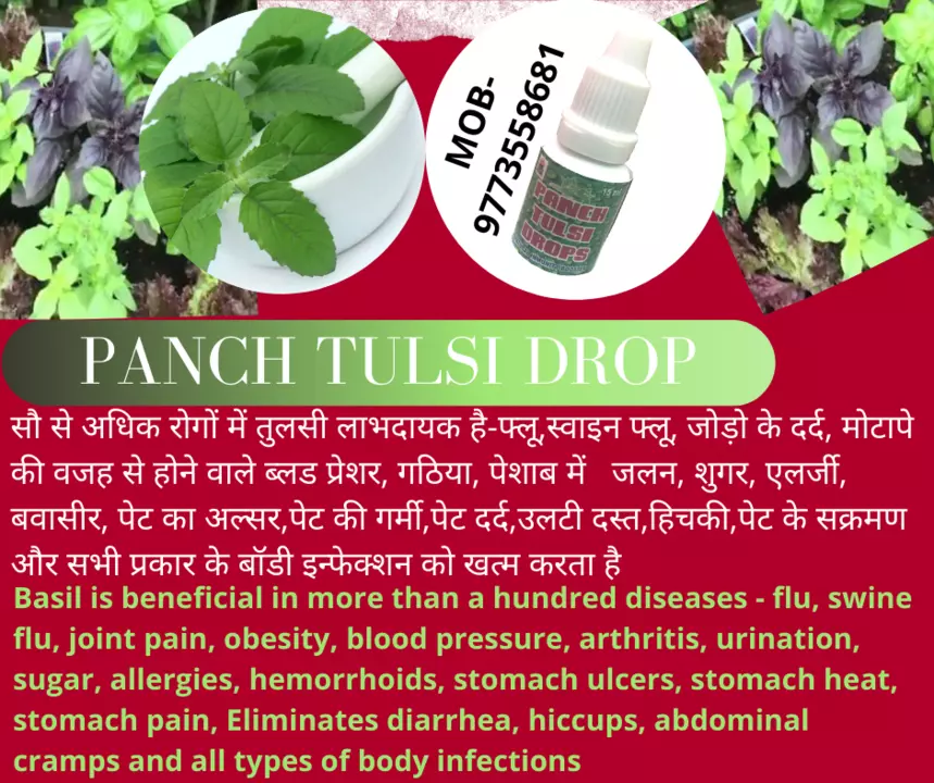 Tulsi Gold  uploaded by Grow up trading Company on 7/29/2022