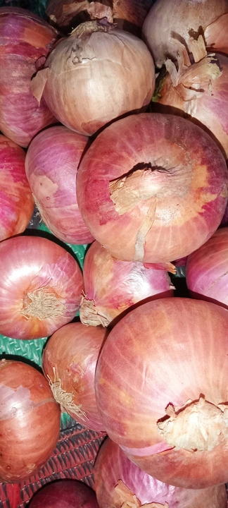 Post image My number 7262040000    onion 🧅 big size and beauty