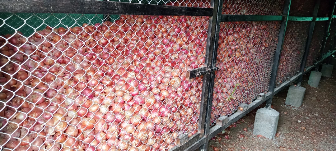 Onion 🧅 uploaded by business on 8/1/2022