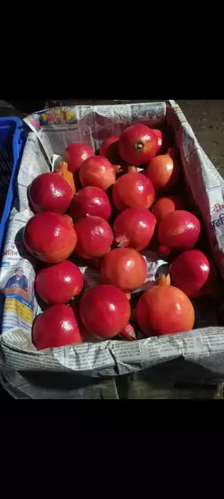 Indian fruit uploaded by business on 8/2/2022