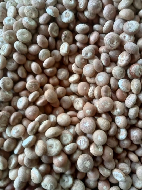 Areca nut  uploaded by business on 8/3/2022