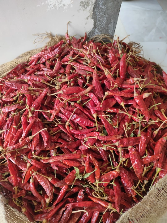 Dried red chillies  uploaded by Sabar on 8/3/2022